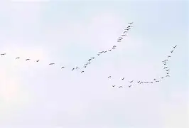 包含桑普多利亚锐不可挡：大雁南飞终一战成名的词条