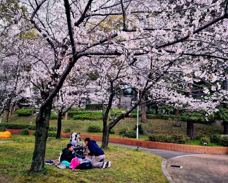 包含大阪樱花继续前行，争取更高荣誉的词条